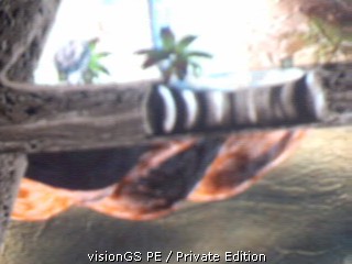 Rascii's Webcam