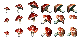 Redcap Mushrooms (Click to enlarge)