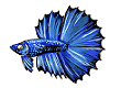 Blue Betta Fish (Click to enlarge)