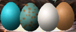 Egg progress: a second attempt (Click to enlarge)