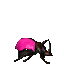 Pink Rhino Beetle (Click to enlarge)