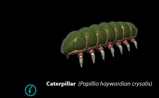 Caterpillar (Click to enlarge)