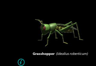 Grasshopper (Click to enlarge)