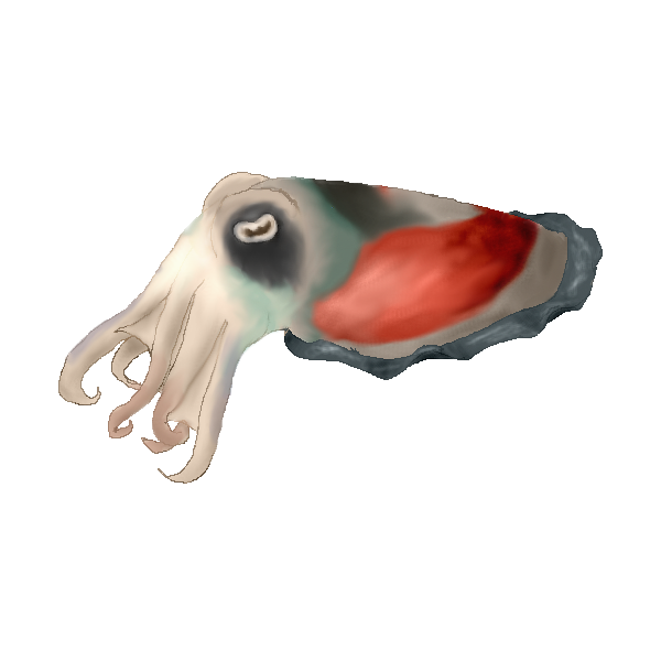 Cuttlefish (Click to enlarge)